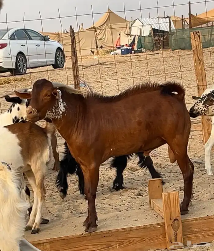 تيس فحل محايلي ادهم اوشح 3