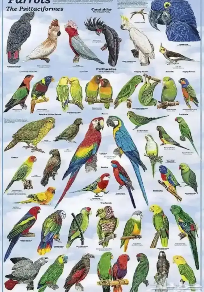 فندقه جميع الحيوانات ول طيور 0