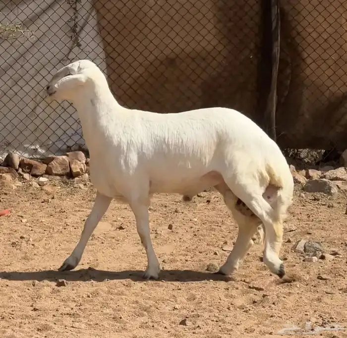 ذبايح حريه خرفان غنم شهران مع السلخ والتوصيل 4