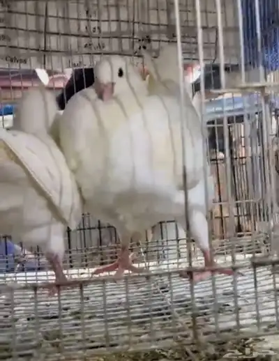 طبة مودينا امريكي كنق 5