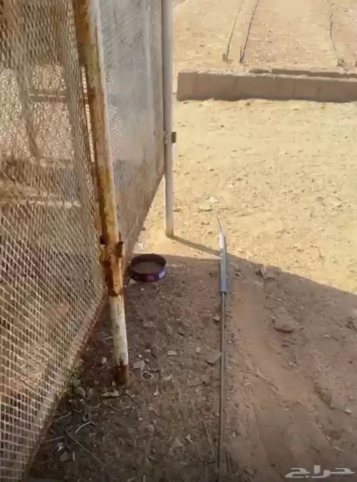 شبوك حمام 1