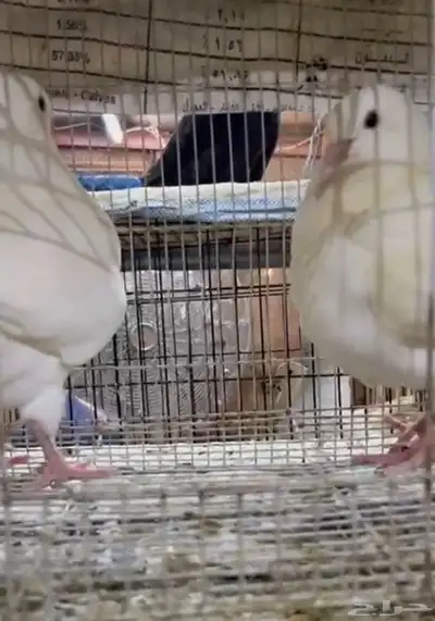 طبة مودينا امريكي كنق 1