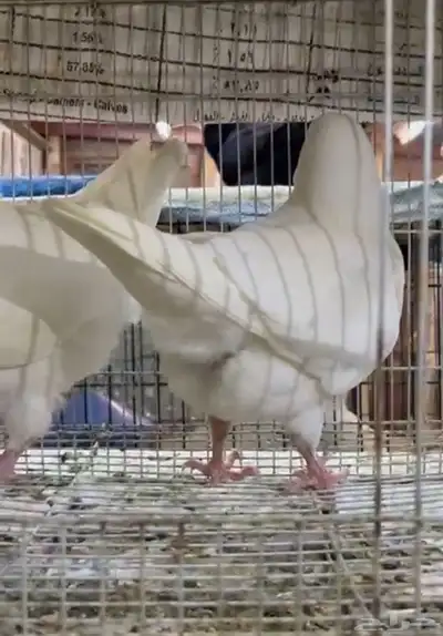 طبة مودينا امريكي كنق 4