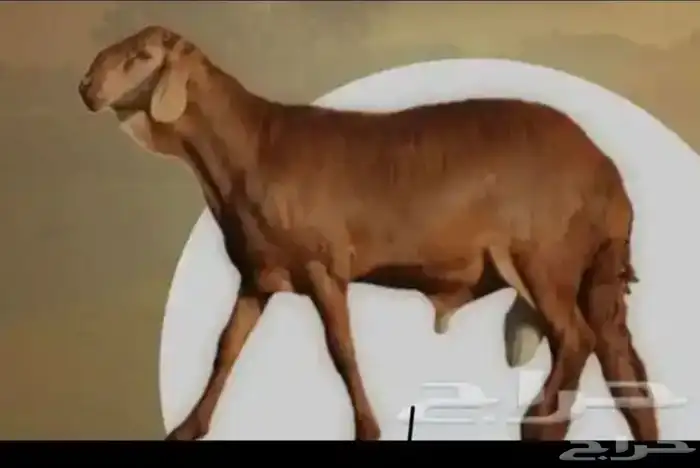 مطلوب طليان سواكن 0