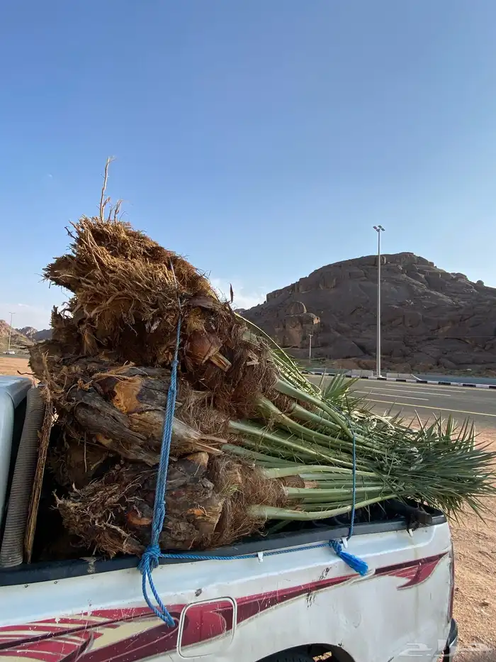 خلاص ونانة برحي سكري عجوة برني 3