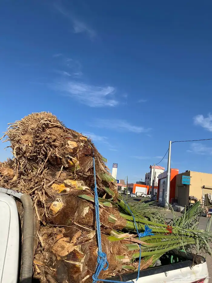 خلاص ونانة برحي سكري عجوة برني 7