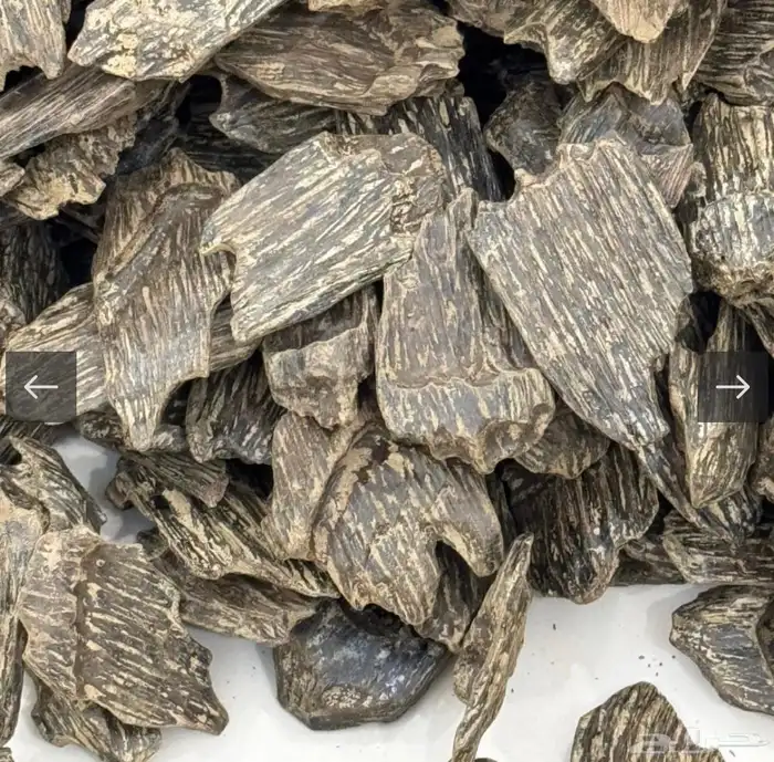 عود ازرق كلمنتان سوبر عروض اليوم الوطني 0