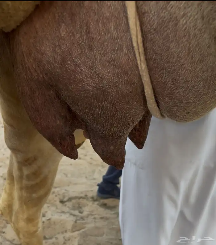 خلفه وضحا هديه 0