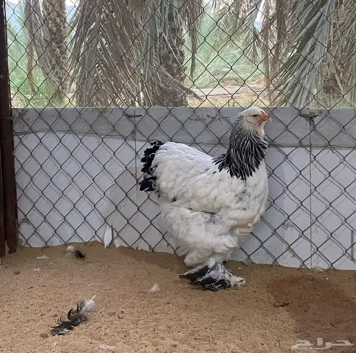 فروخ دجاج براهما (TOP) 2