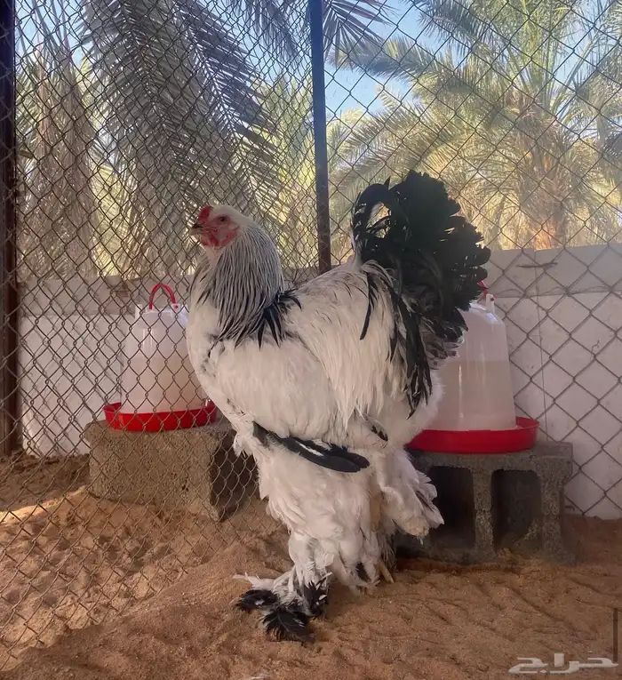 فروخ دجاج براهما (TOP) 0
