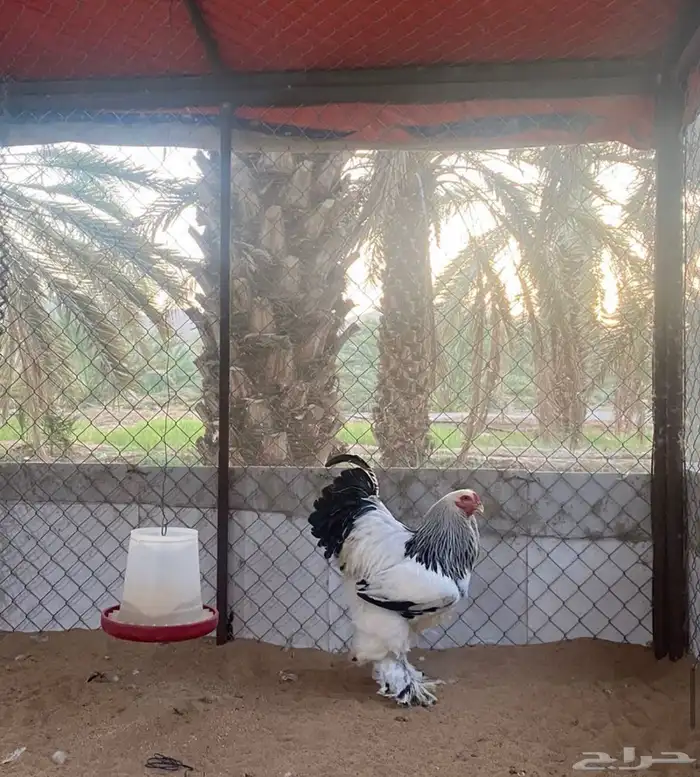 فروخ دجاج براهما (TOP) 1
