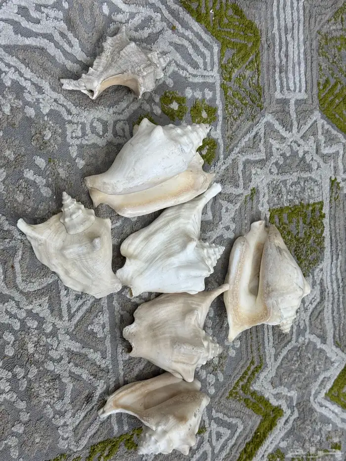 صدف حجم كبير لي تحف 4