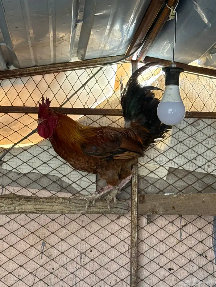 ديك بلدي 2