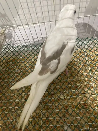 فروخ كروان هافي بايد 13
