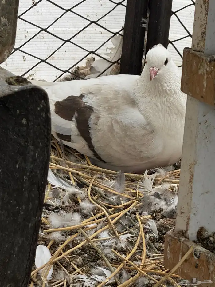 حمام مشكل عادي. ومقنزع وقلابي 8