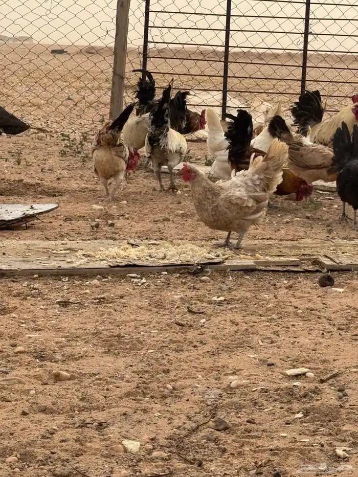 تم البيع 1