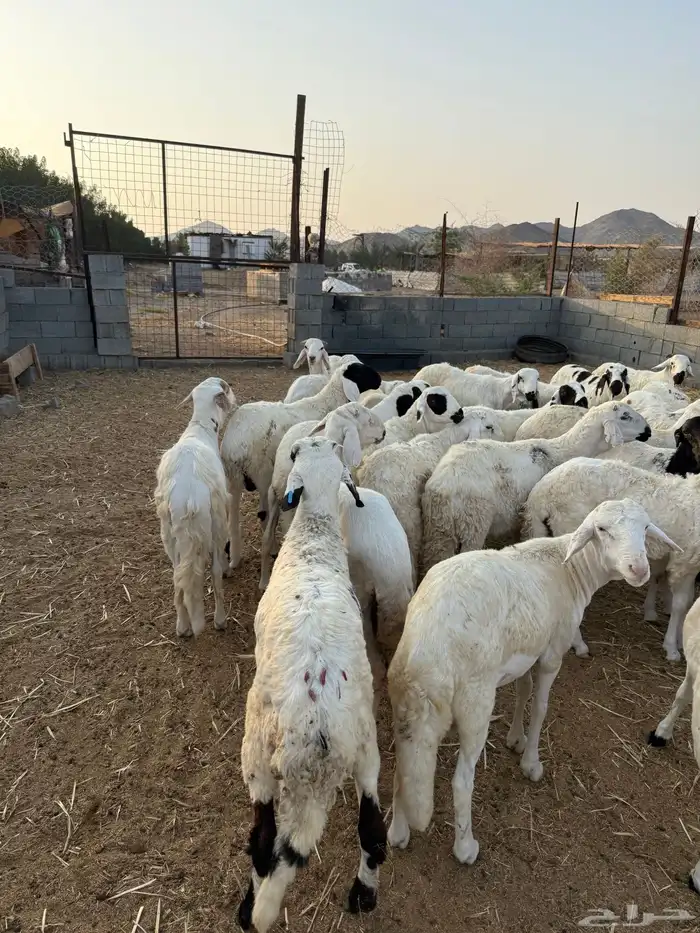 طليان سواكن جبره مرابي 4 شهور 1