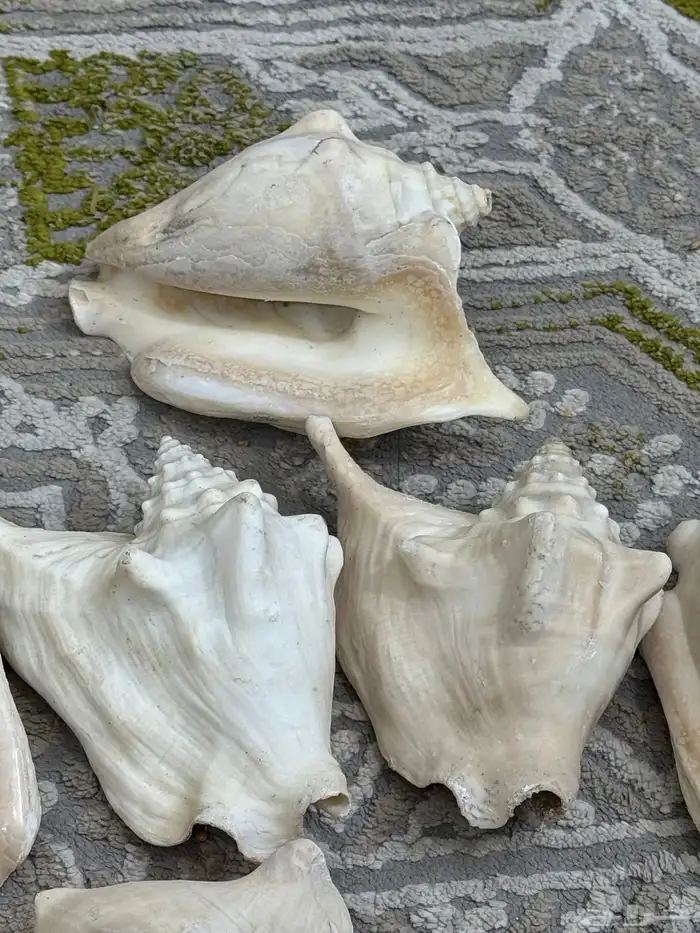 صدف حجم كبير لي تحف 3