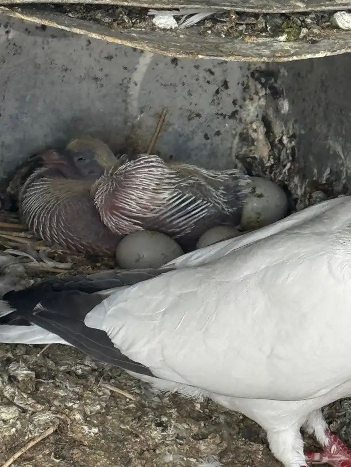 حمام مشكل عادي. ومقنزع وقلابي 9