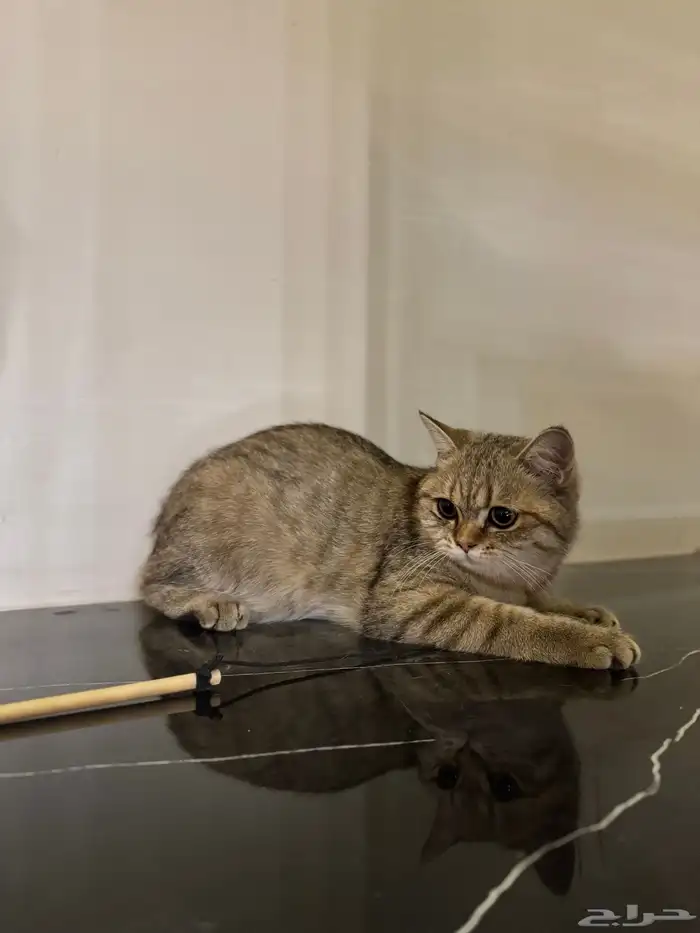 2 ذكور سكوتش ستريت تم البيع خارج الموقع الله يبارك له 1