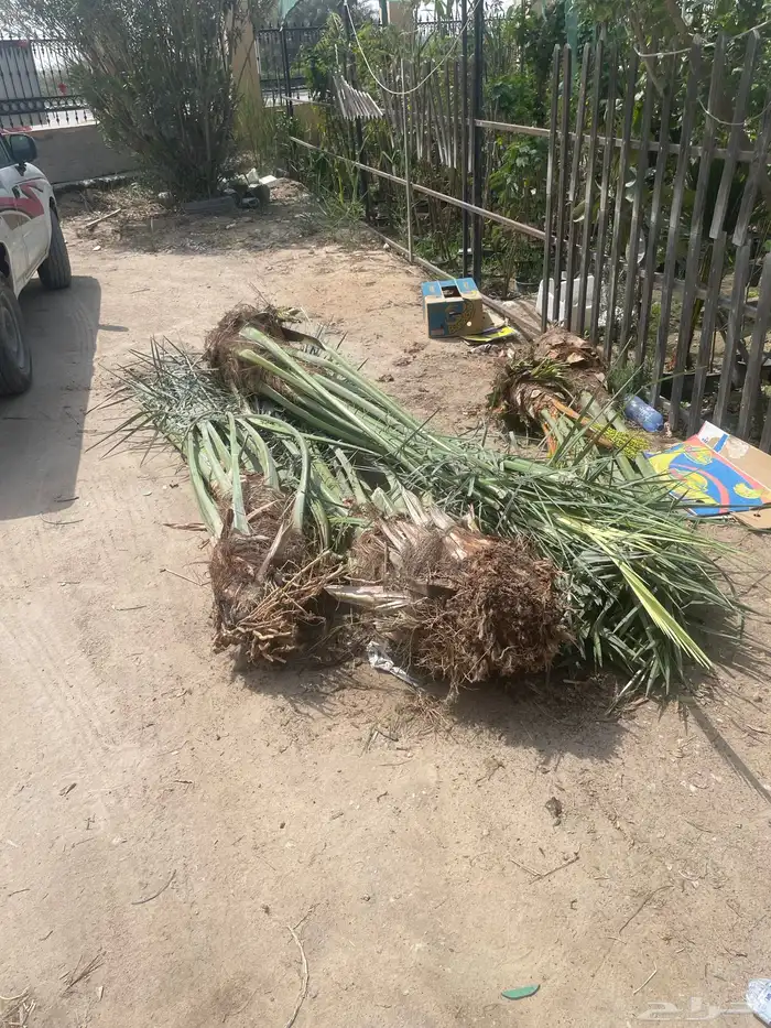 تنسيق حدائق 4