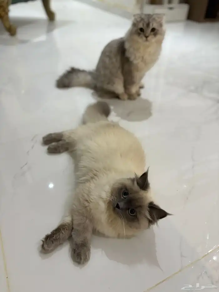 قطه انثى هملايا للبيع 2