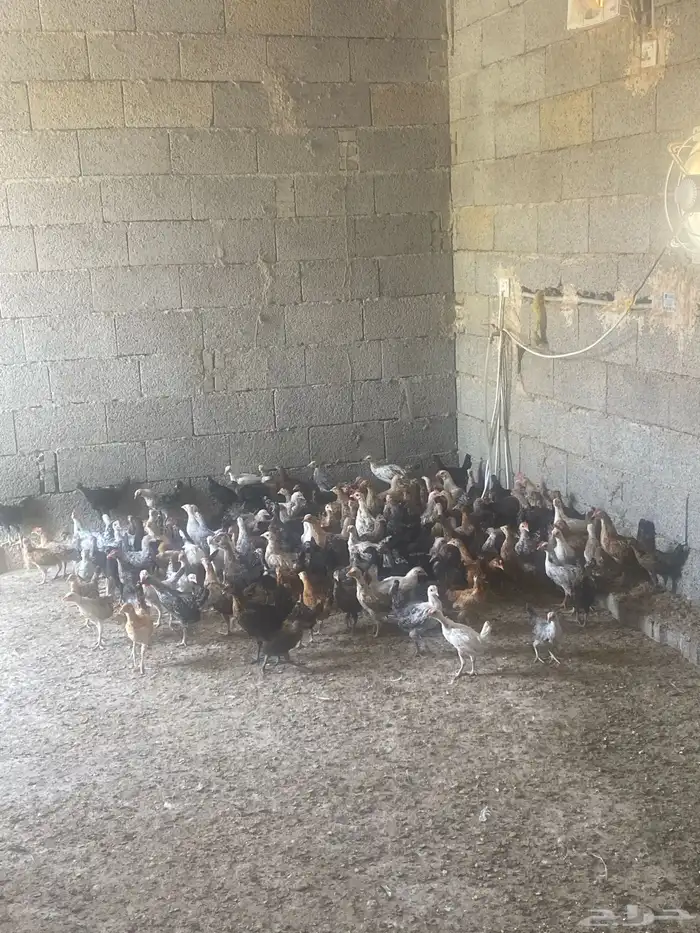 فروخ أعمار شهرين بصحه جيده 1