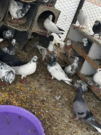 حمام مشكل عادي. ومقنزع وقلابي 1