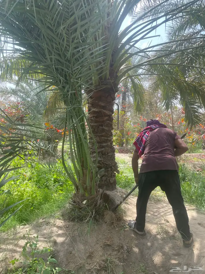 تنسيق حدائق 8