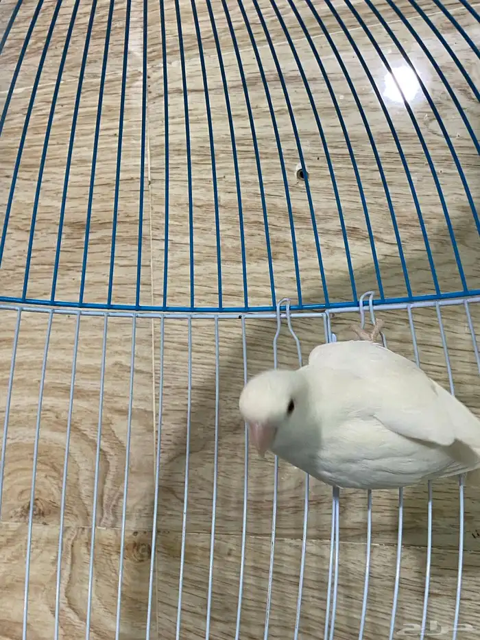 روز 1