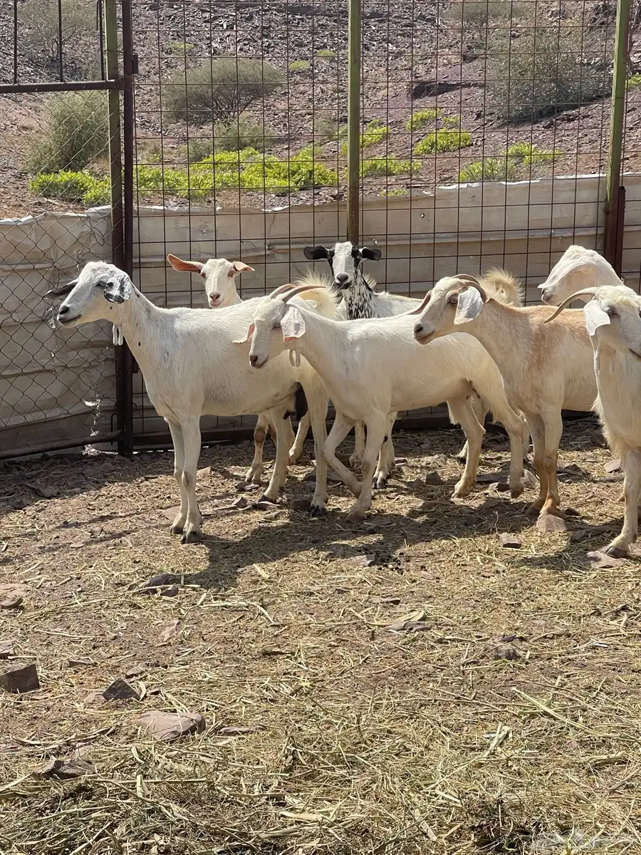 معزا ( تم البيع ) 2