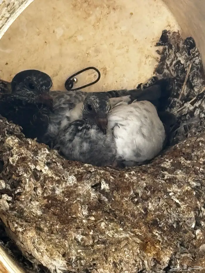 حمام مشكل عادي. ومقنزع وقلابي 2