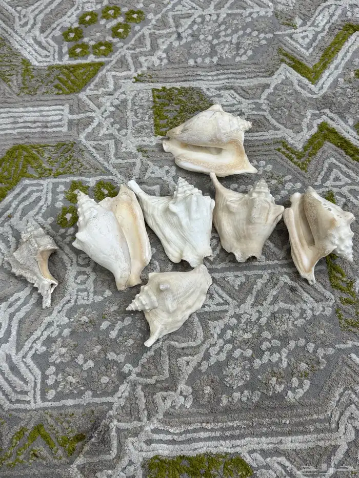 صدف حجم كبير لي تحف 0