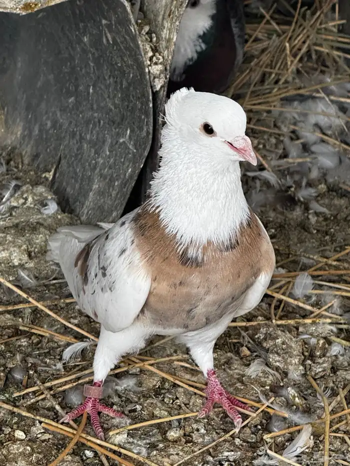 حمام مشكل عادي. ومقنزع وقلابي 10