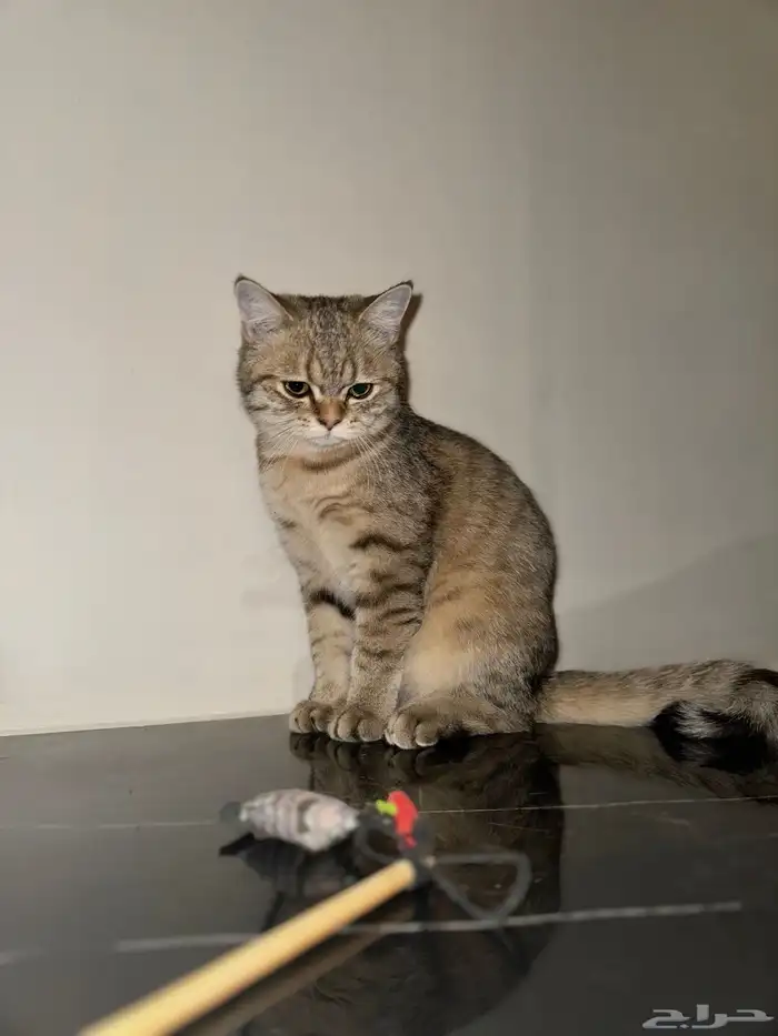 سكوتش سترت مستوى جميل تم البيع خارج الموقع 5