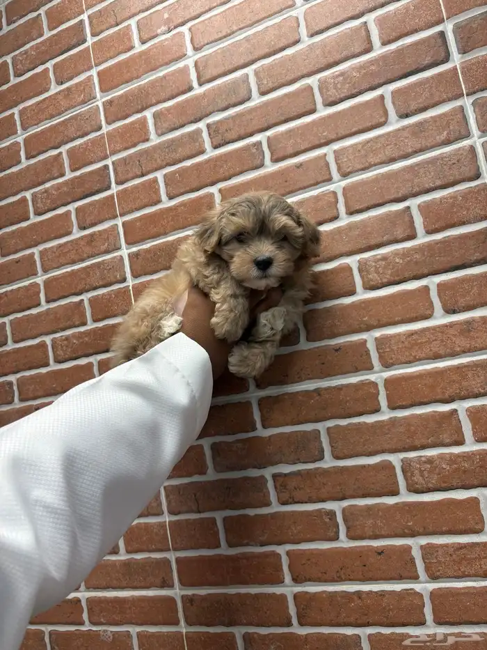 كلاب مالتيز 1