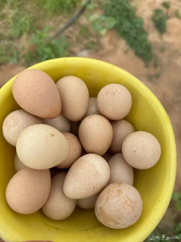 بيض دجاج حبشي 0