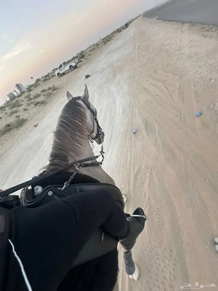 تدريب ركوب خيل 1