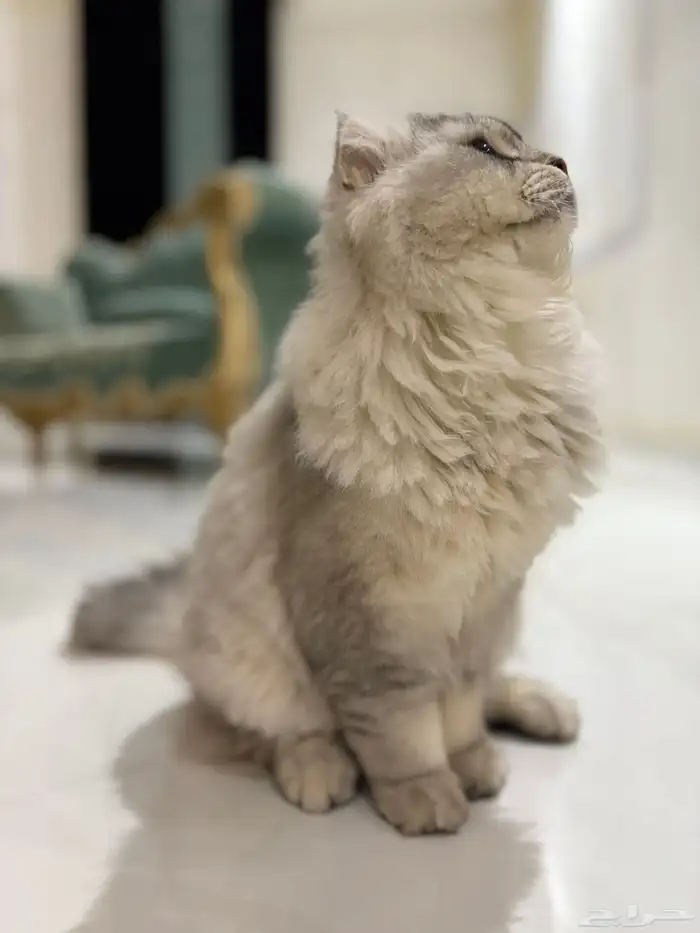 قط سكوتش فولد ذكر للبيع 2