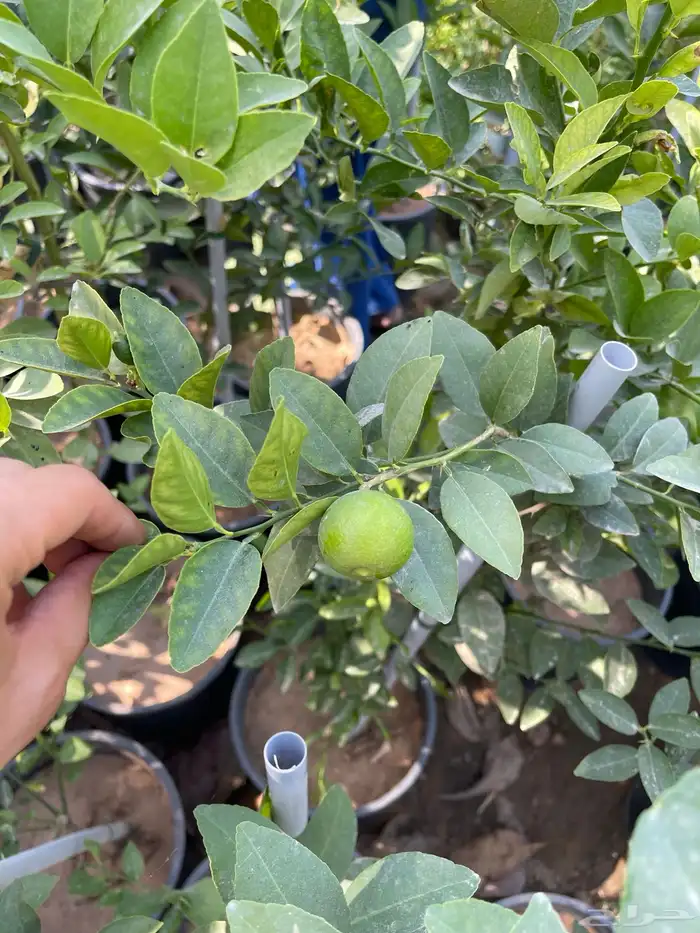 شتلات لومي قطيفي 1