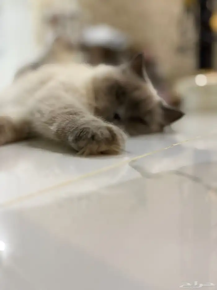 قطه انثى هملايا للبيع 3