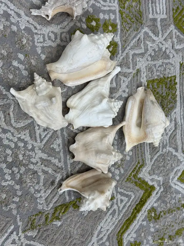 صدف حجم كبير لي تحف 1