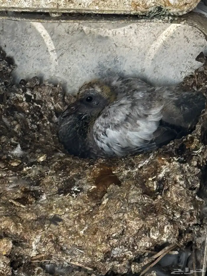 حمام مشكل عادي. ومقنزع وقلابي 5