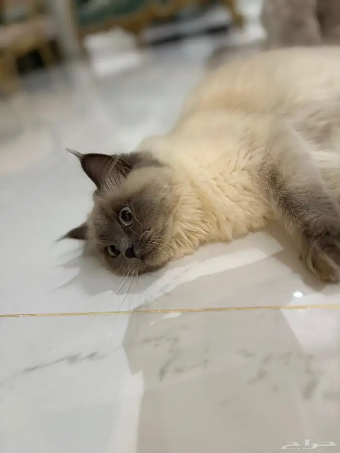 قطه انثى هملايا للبيع 0