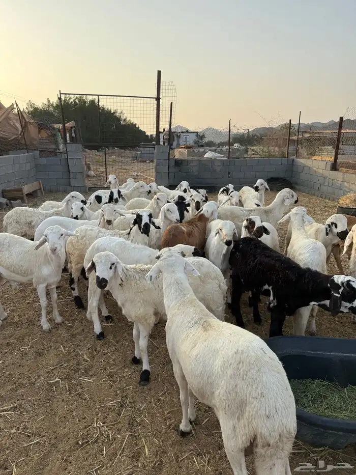 طليان سواكن جبره مرابي 4 شهور 4