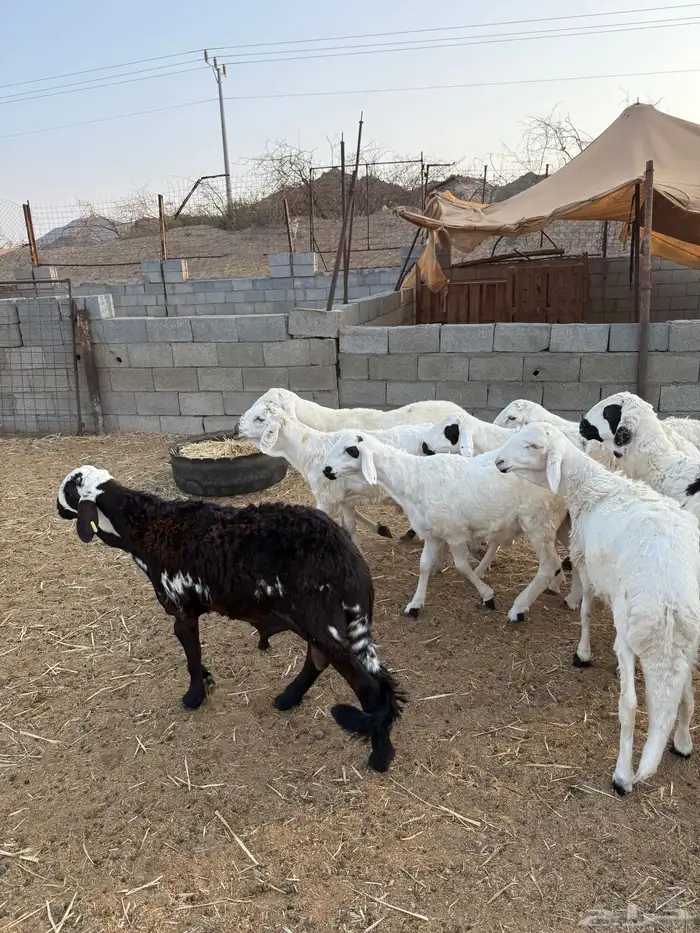 طليان سواكن جبره مرابي 4 شهور 3