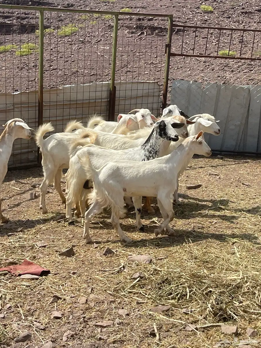 معزا ( تم البيع ) 8