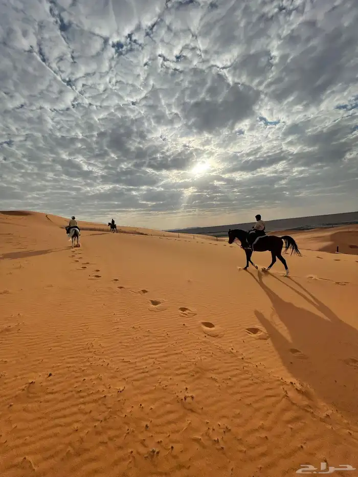 اسطبل خيل بالمزاحمية 3