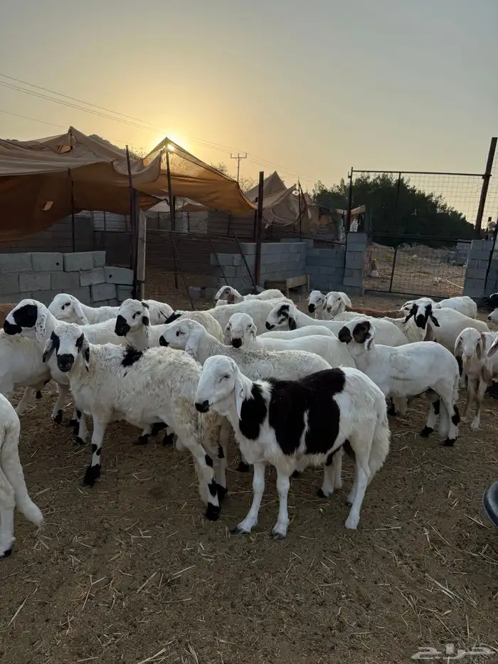طليان سواكن جبره مرابي 4 شهور 5