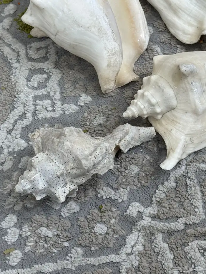 صدف حجم كبير لي تحف 5